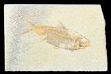 Detailed Fossil Fish (Knightia) - Wyoming #176393-1